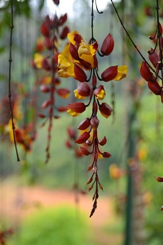 Thunbergia mysorensis